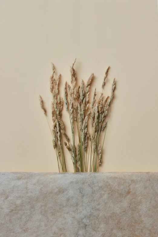 dry flowers are growing from the inside of a wall