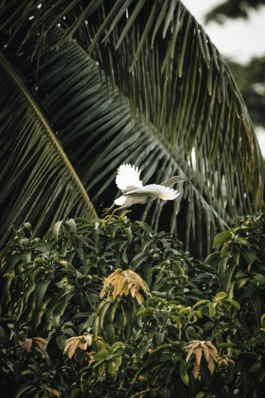 a single white bird flying over a lush green forest