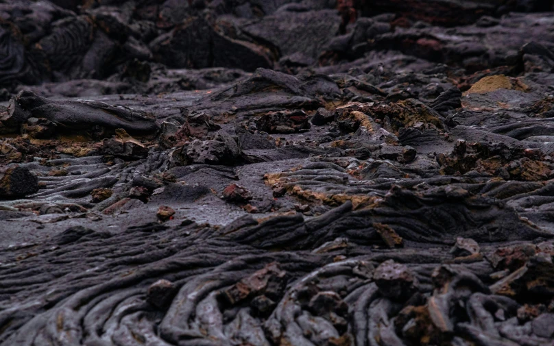 a close up of a bunch of vines on top of some rocks