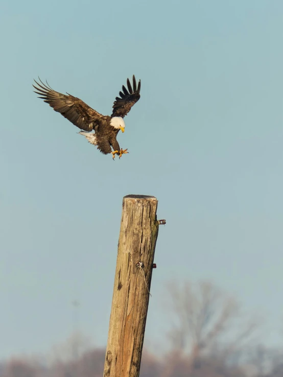 an eagle spreads its wings in preparation to land on a tree stump