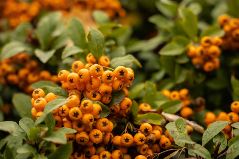 some very pretty yellow berries in a tree