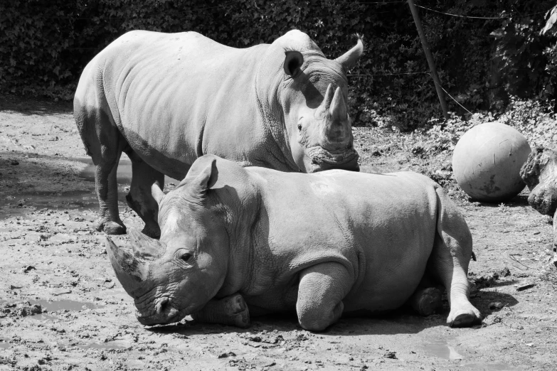 two rhinoceros laying down on a dirt floor