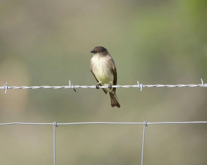 a small brown bird sits on the barbwire