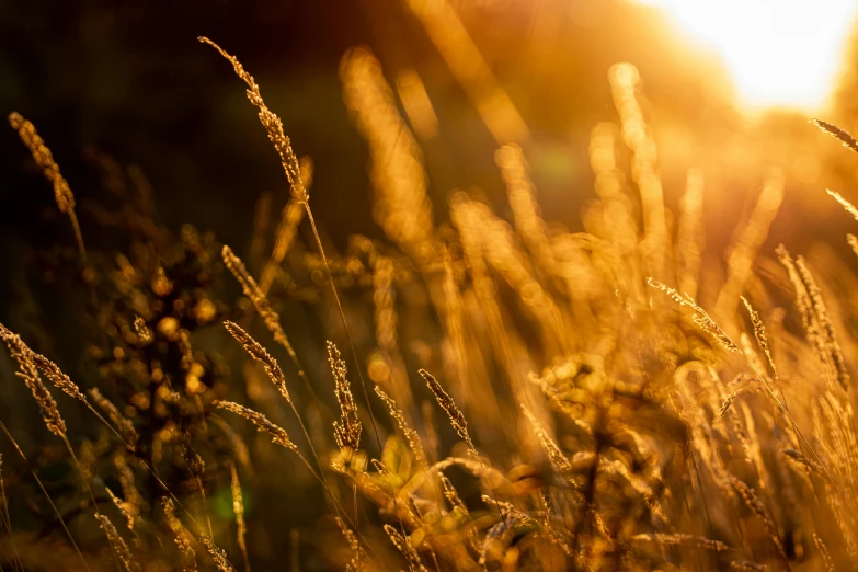 the sun is shining over some tall grass