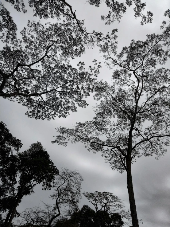 a tree in the rain with its leaves falling off