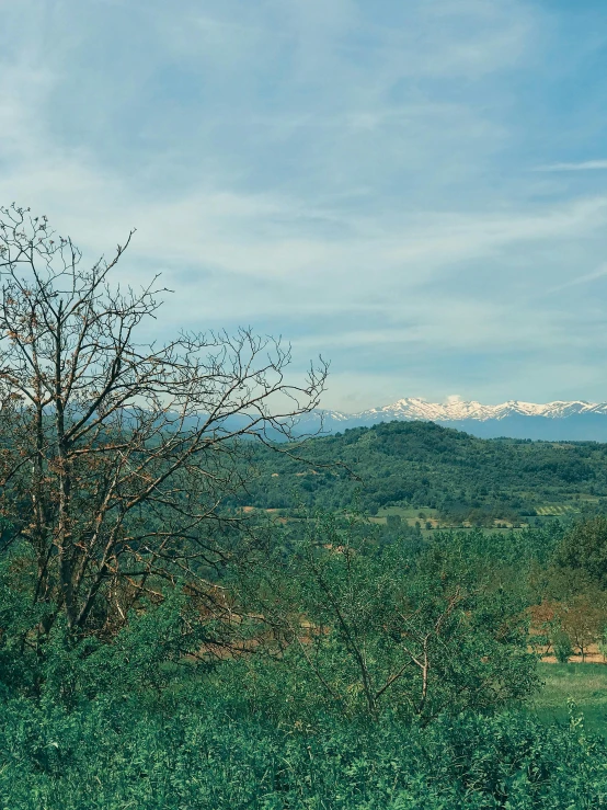 trees are in the green landscape with mountains in the distance