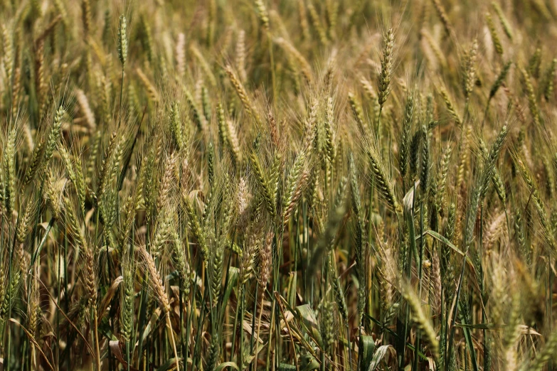 a field full of grass that is green and brown