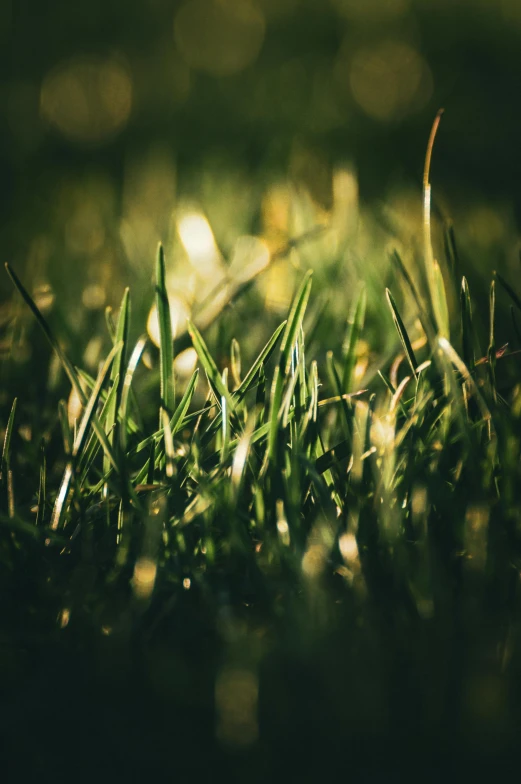 a close - up view of a patch of green grass