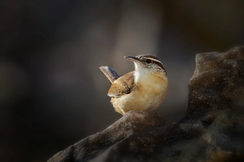 a small bird sitting on a nch in the evening light