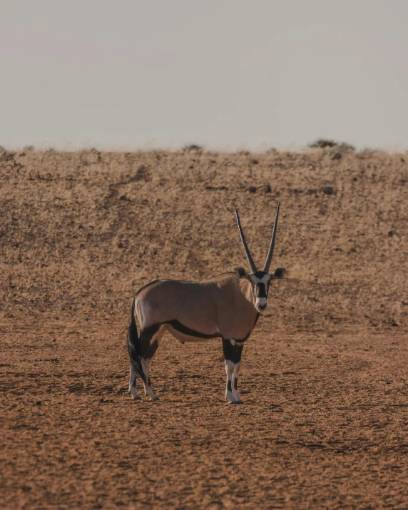 an antelope in the wild on a brown field