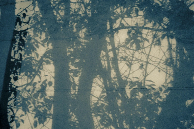 silhouette of trees against a blue sky