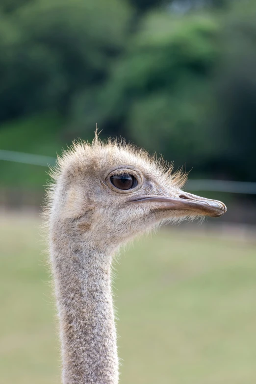 an ostrich with his eyes wide open