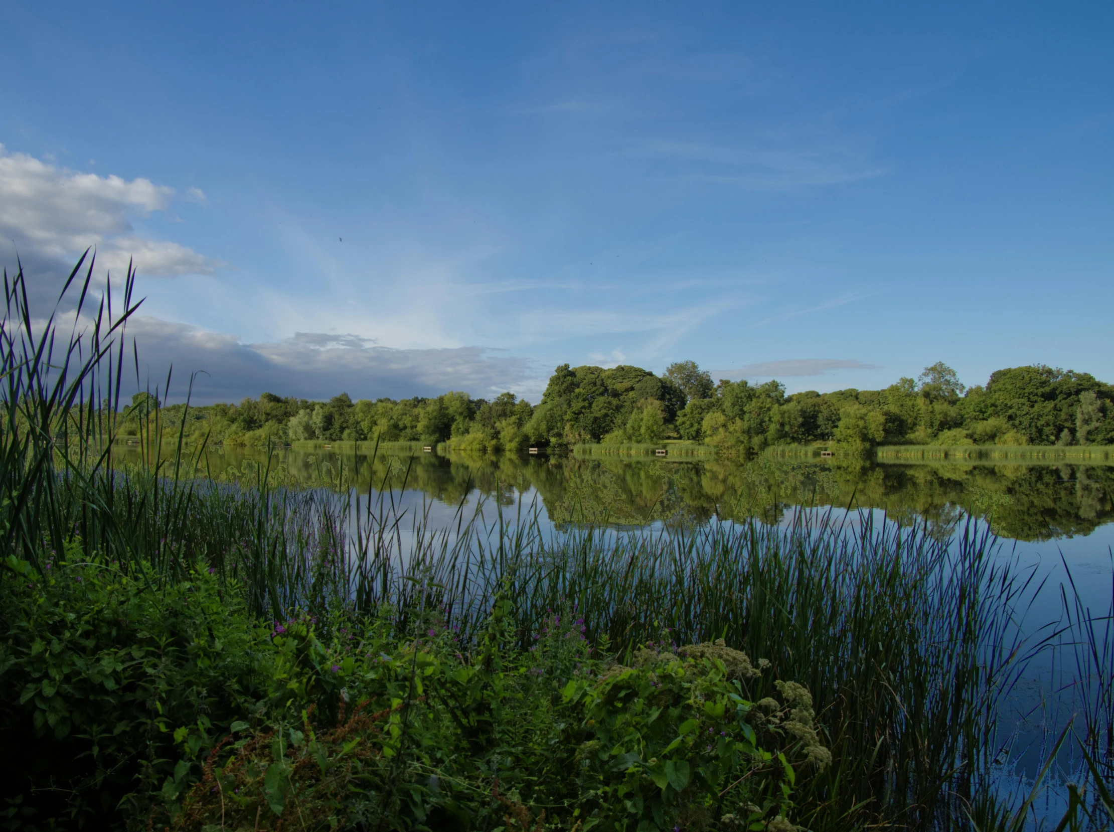 a pond is surrounded by tall grass, bushes and blue sky