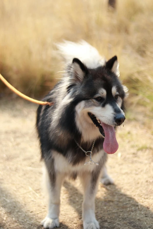 a dog with a panting face walking in the dirt