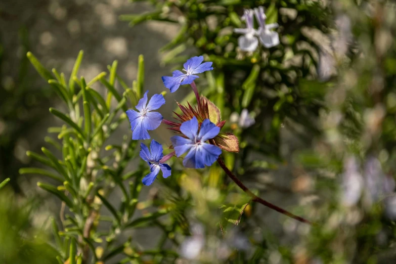 small blue flowers on a bush outside