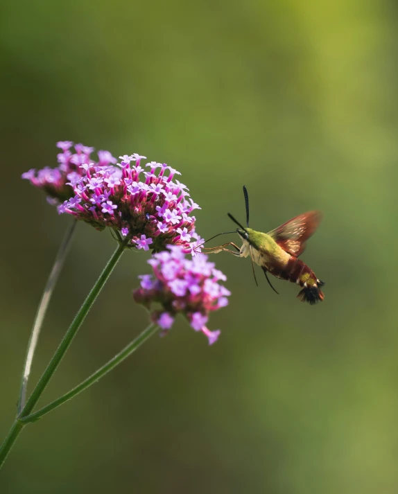 a hummingbird hovering above a purple flower