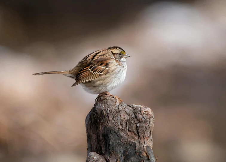 a small bird standing on top of a rotten log