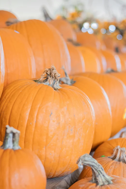 a large group of pumpkins sitting side by side