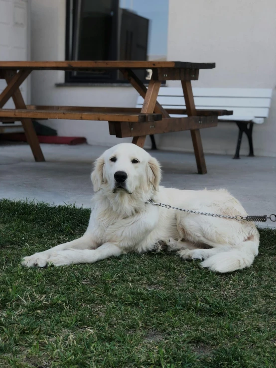 a dog on a leash is near a picnic table