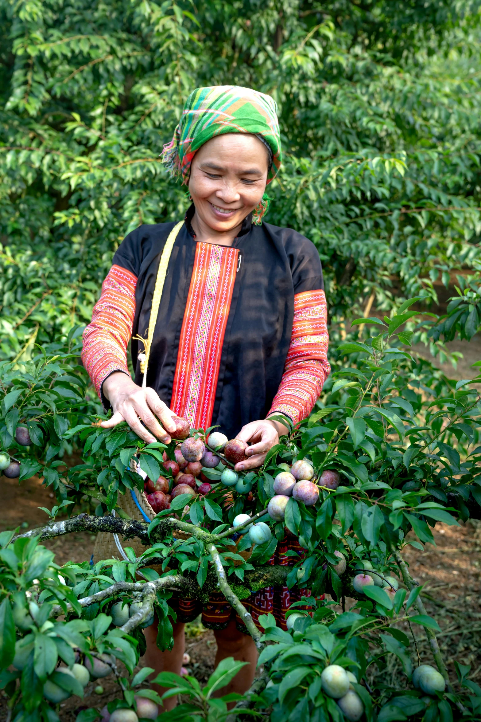 a young woman picking a fruit from the tree