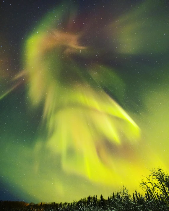 the aurora bored by stars over a wooded area