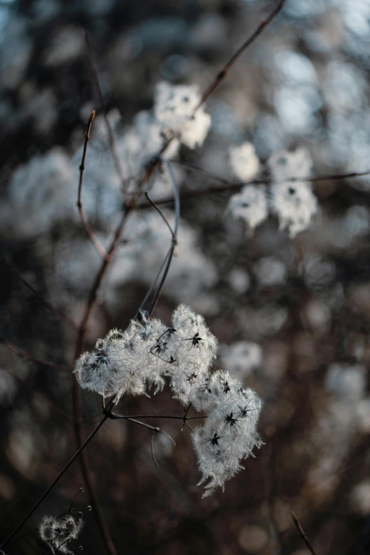 a group of trees with flowers sitting on it