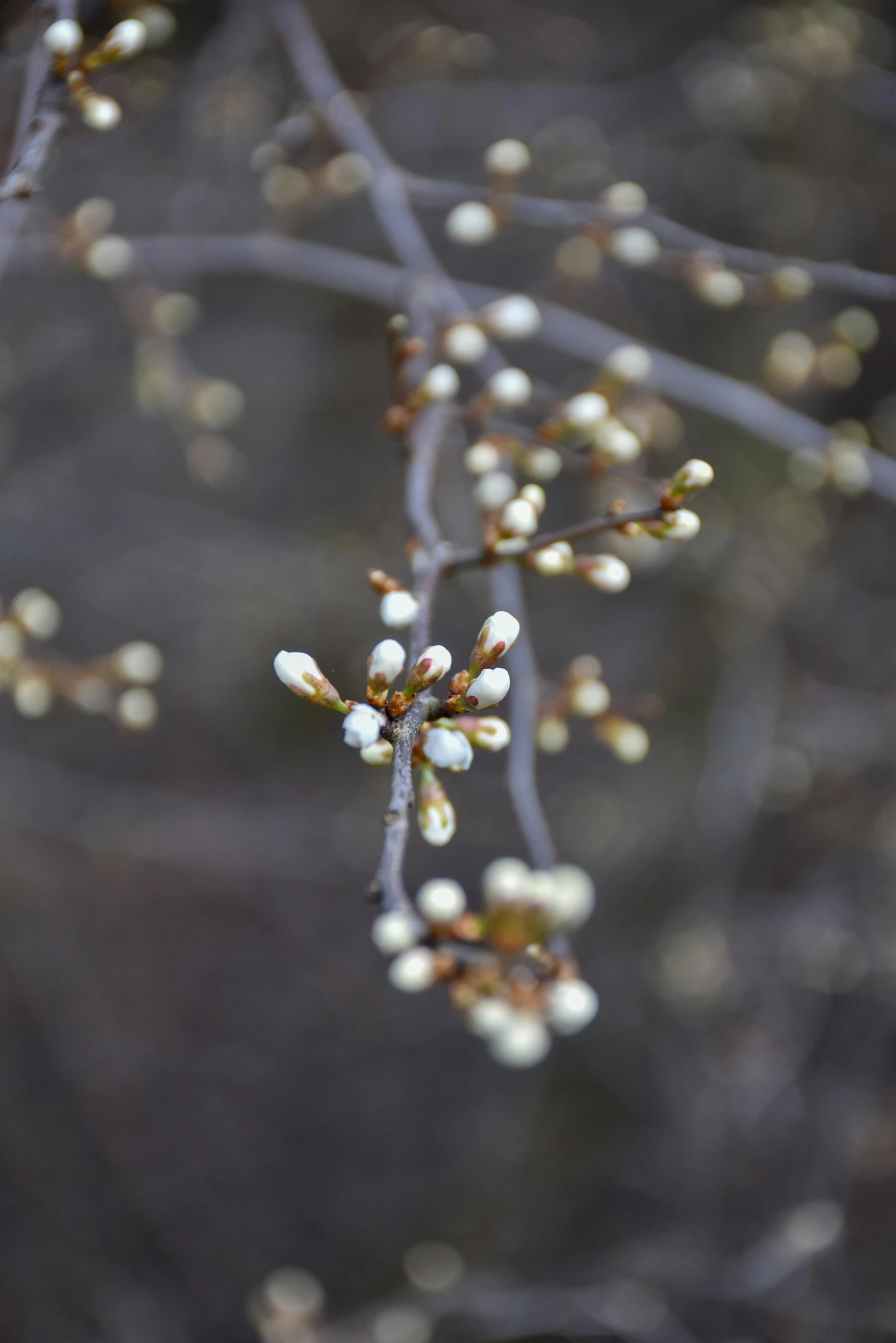 the berry clusters are small and pretty