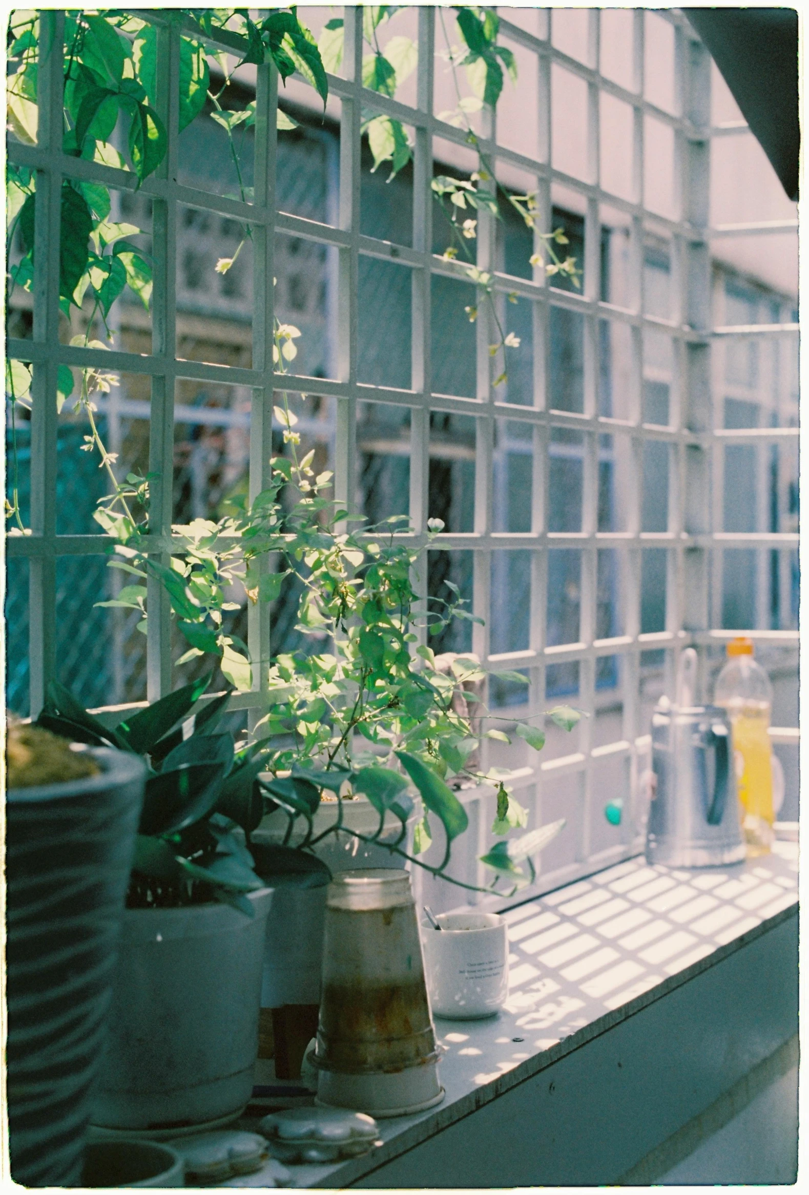 plants growing in containers sit on a window ledge