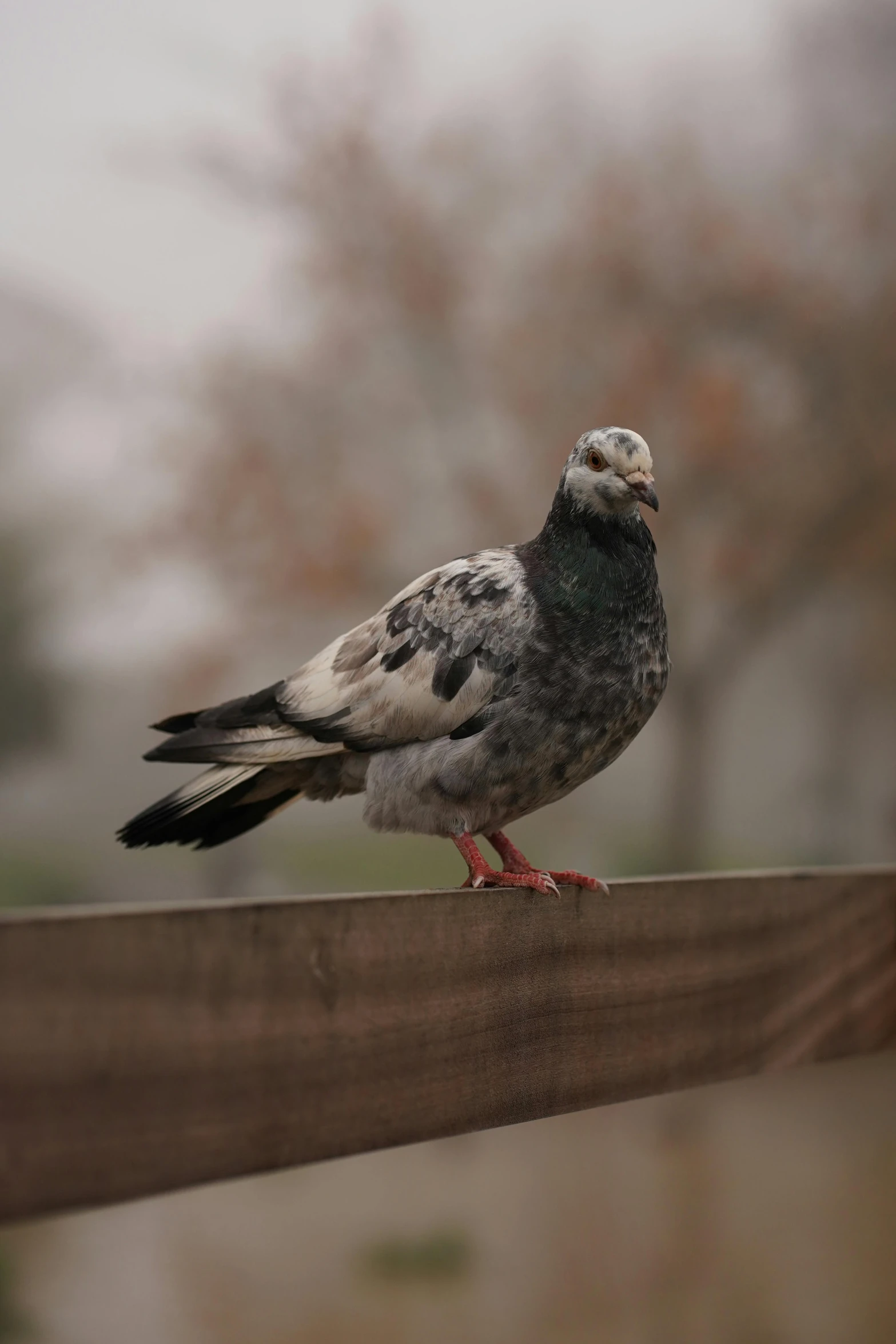 a close up of a bird on a fence