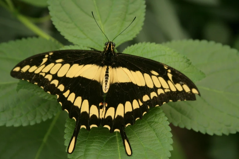 a black and yellow erfly on a leaf