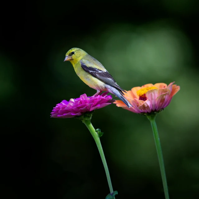 a bird is perched on a yellow and purple flower
