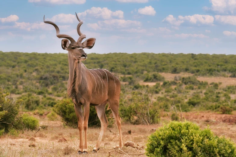 an antelope standing in the open field with bushbery