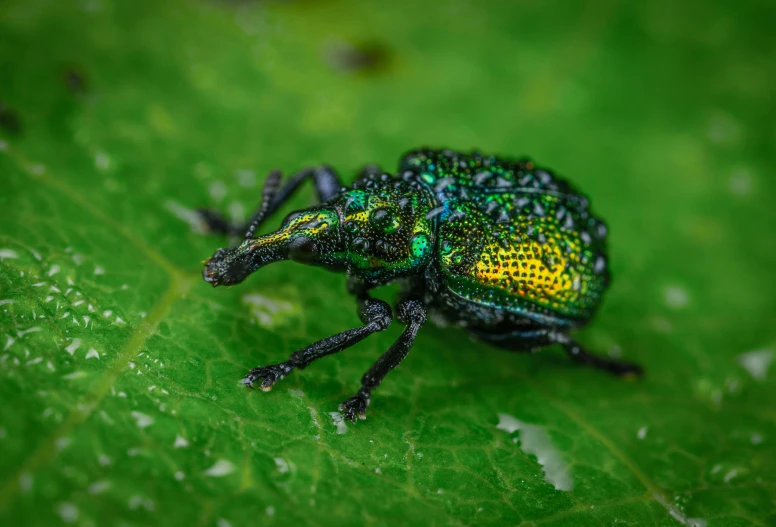 a green and yellow bug with black legs