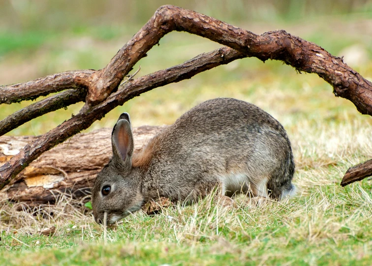 an adorable rabbit laying by some large tree nches