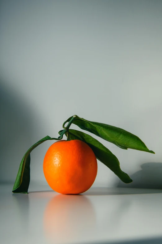 an orange and a green leaf sit on a table