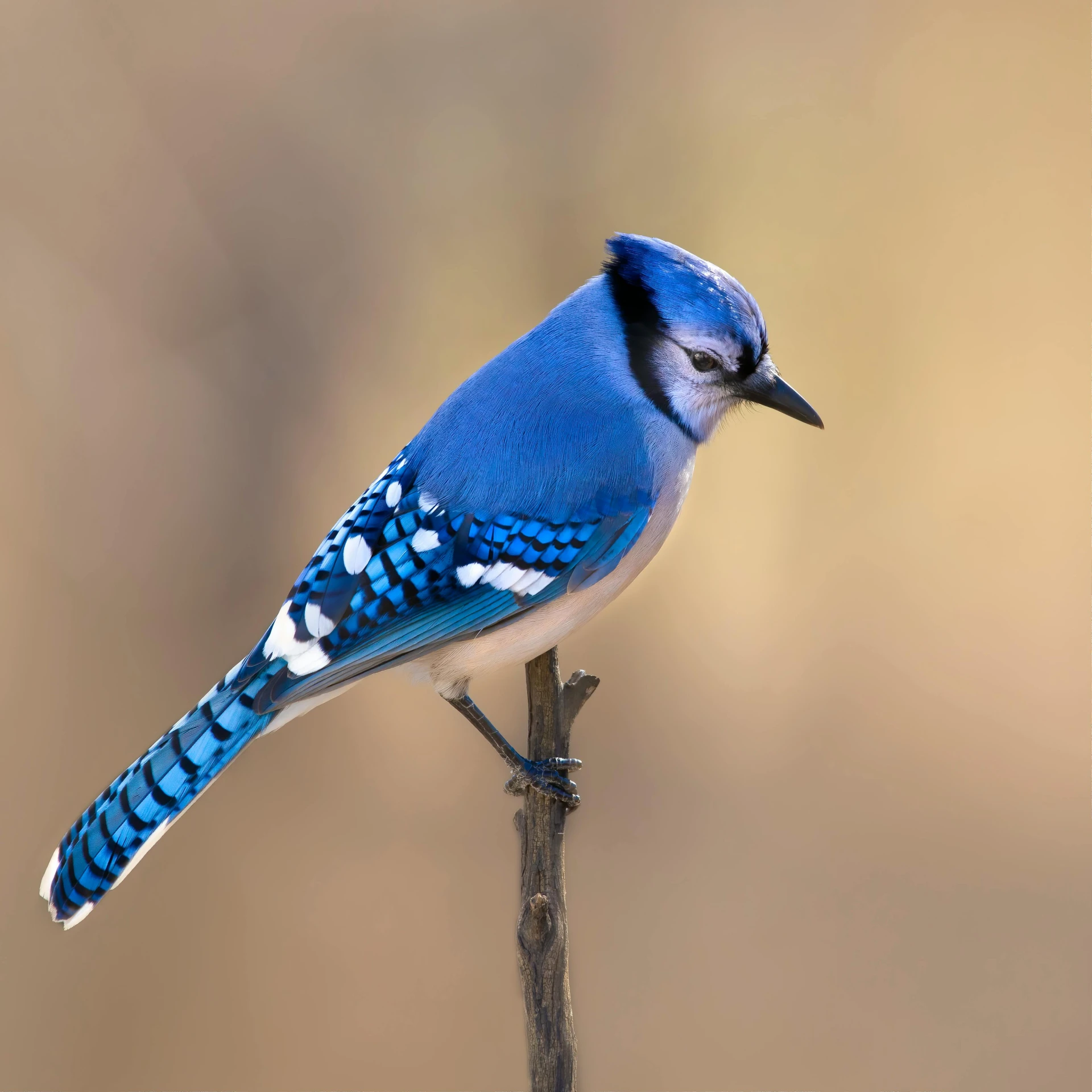 a blue bird is perched on a twig