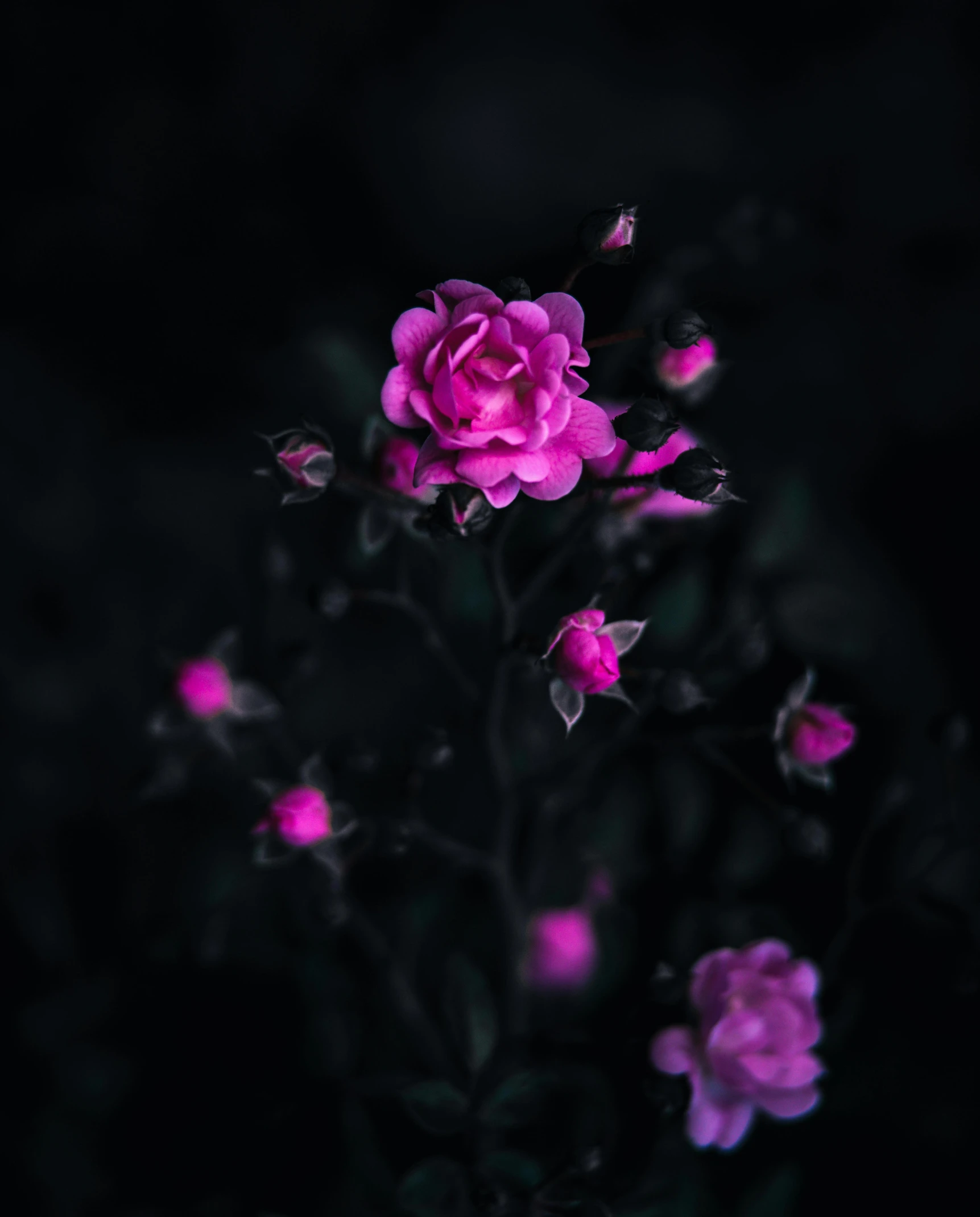 an arrangement of pink flowers that appear to be dark