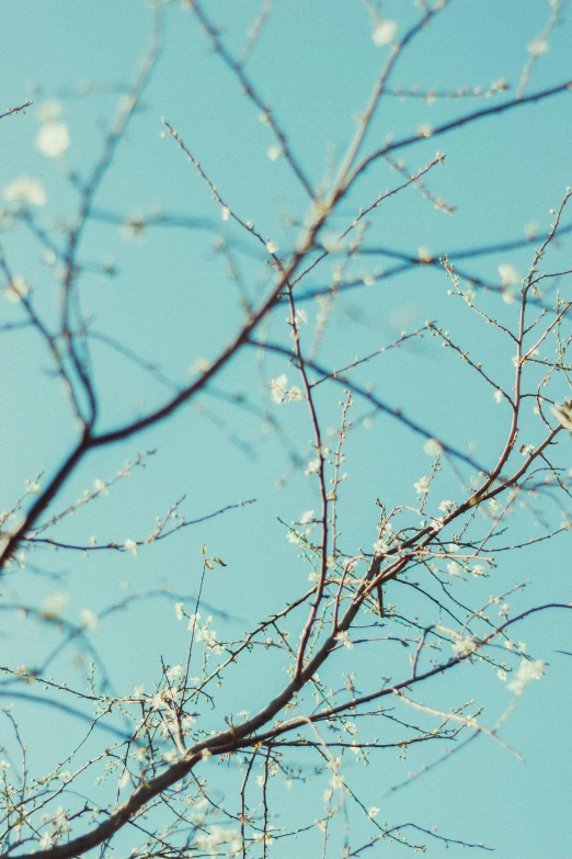 an image of a bird in the trees