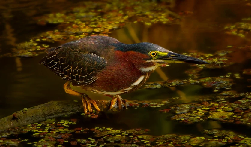 a bird with a yellow beak is perched on some water