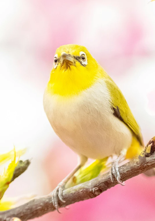 a small bird sitting on the end of a tree nch