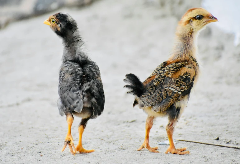 two chickens standing next to each other