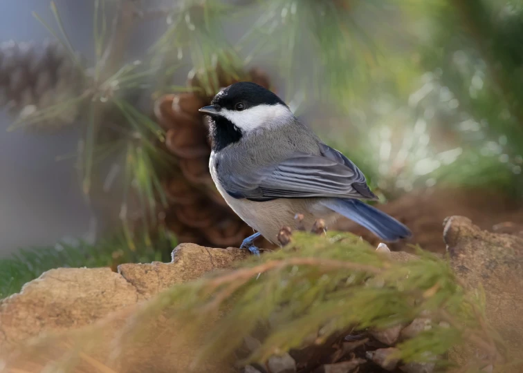 a small bird with a brown chest sitting on some leaves