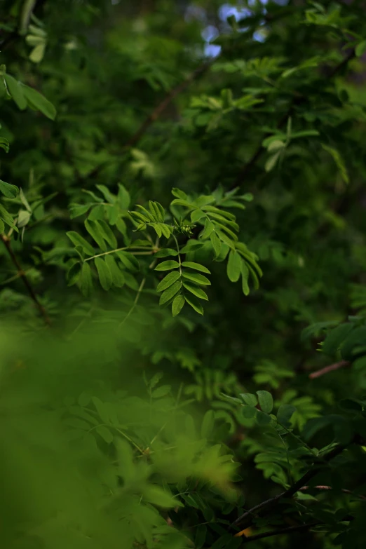 there is some leaf on the nches of trees