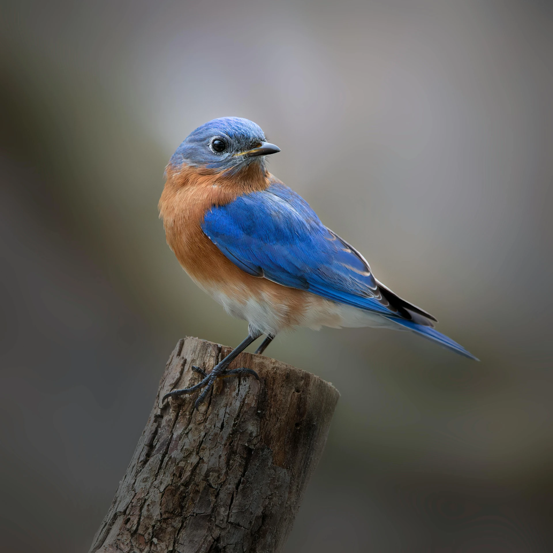 the small blue bird is sitting on the post