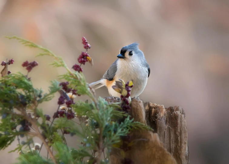 a small bird perched on a piece of wood next to a tree