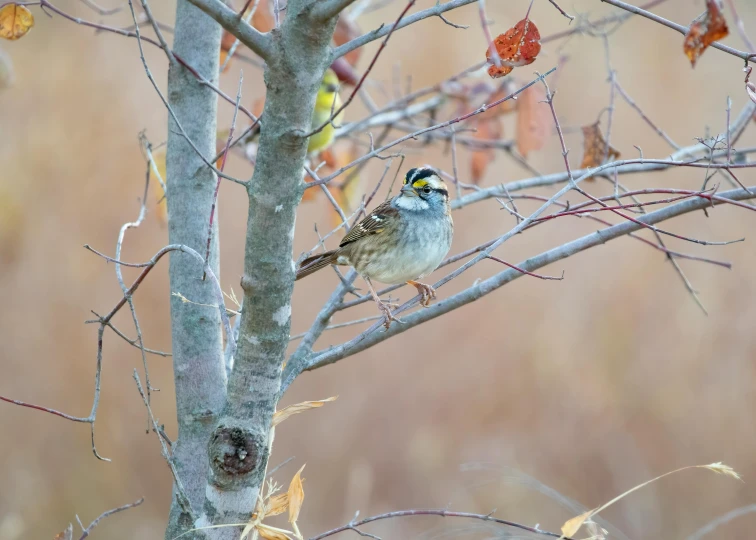 there is a bird sitting in the tree