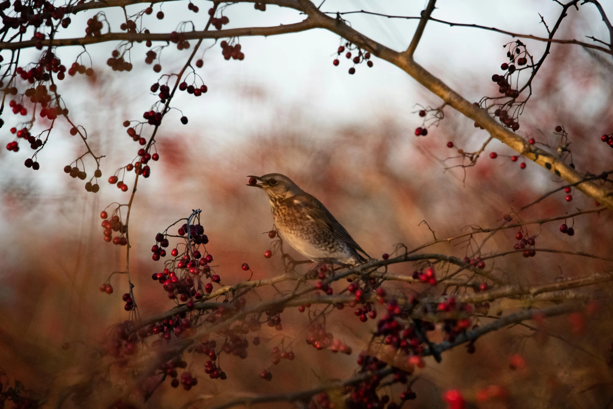 the bird is sitting in a tree near berries