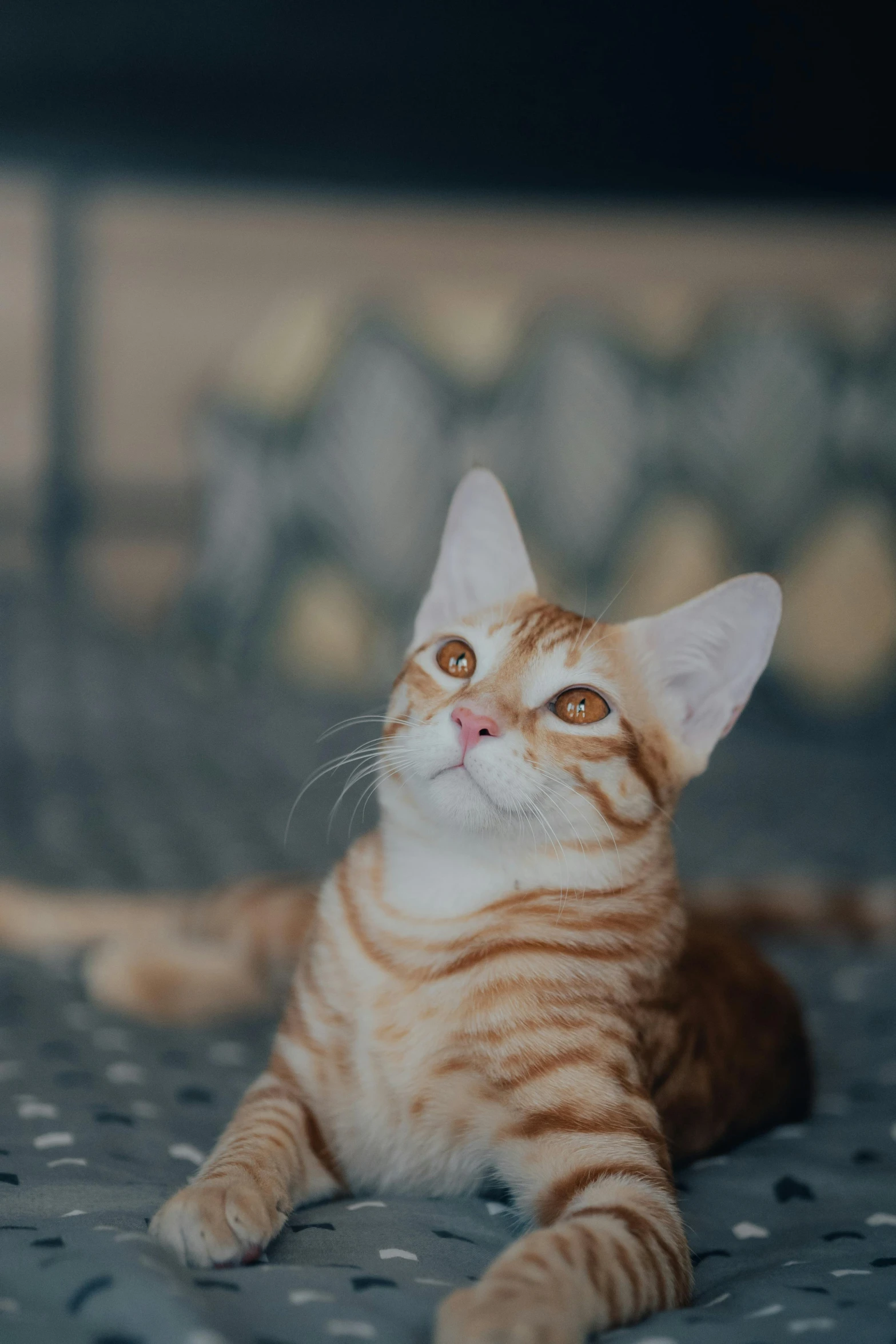 a little orange cat with yellow eyes lies on a bed