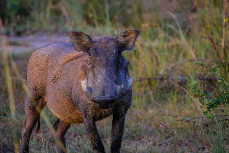 an animal with mud all over its body in grass