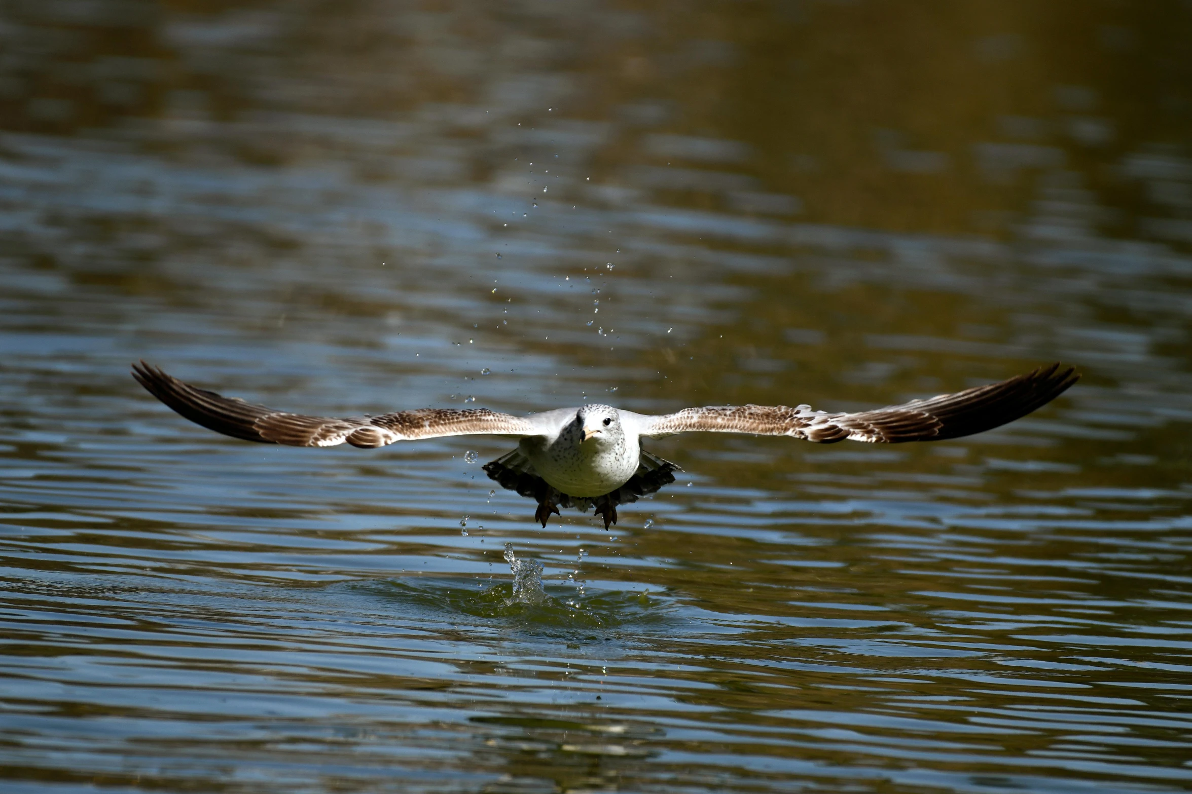 a large bird flies over the water